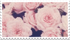 Close up on pale pink roses