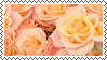 Close up of Yellow-orange roses.
